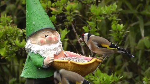 Goldfinch Bird Stock Footage 229756775