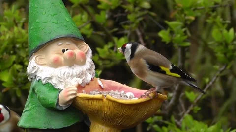 Goldfinch Bird Video stock 229756776
