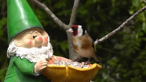 Goldfinch Bird Video stock 229756782