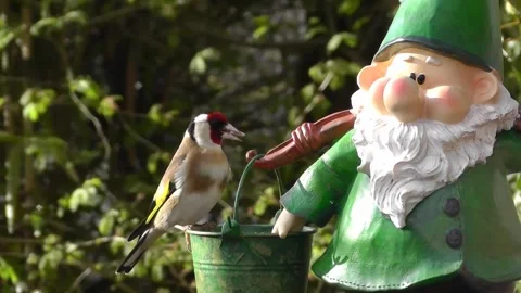 Goldfinch Bird Stock Footage 229756798