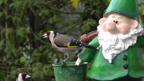 Goldfinch Bird Video stock 229756799