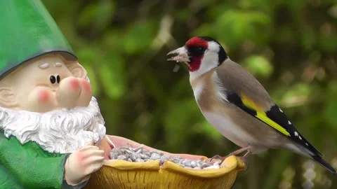 Goldfinch Bird Stock Footage 229756800