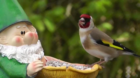 Goldfinch Bird Video stock 229756805