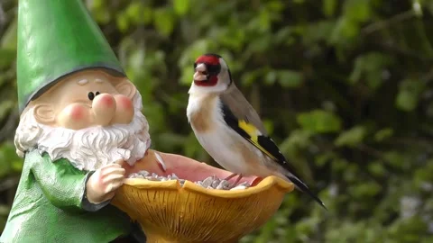 Goldfinch Bird Stock Footage 229756812