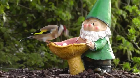 Goldfinch Bird Stock Footage 229756837