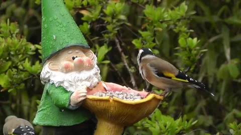 Goldfinch Bird 스톡 동영상 229756839