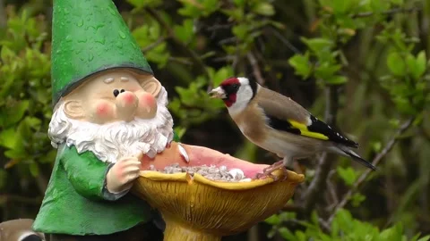 Goldfinch Bird Stock Footage 229756840