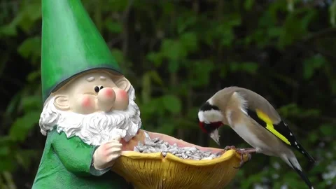Goldfinch Bird Stock Footage 229756845