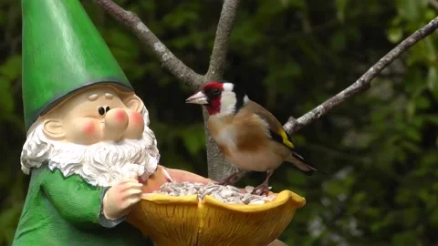 Goldfinch Bird Stock Footage 229756848