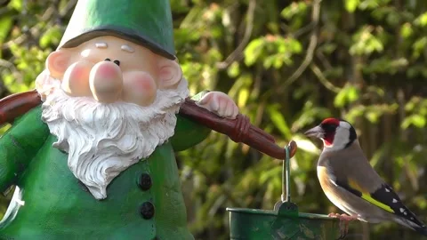 Goldfinch Bird Video stock 229756852