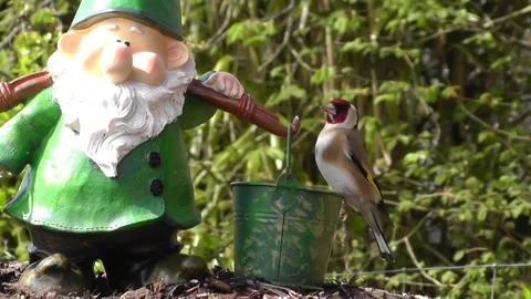 Goldfinch Bird Stock Footage 229756853