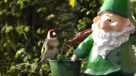 Goldfinch Bird Stock Footage 229756854