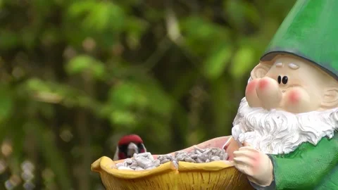 Goldfinch Bird Stock Footage 229756861