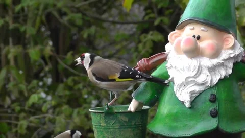Goldfinch Bird Stock Footage 229756863