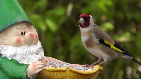 Goldfinch Bird Stock Footage 229756866