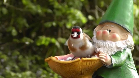 Goldfinch Bird 스톡 동영상 229756896