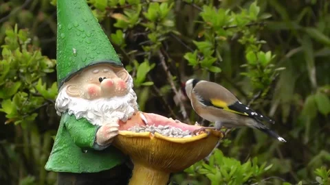 Goldfinch Bird Stock Footage 229756905