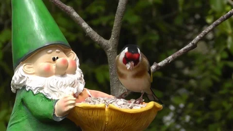 Goldfinch Bird Stock Footage 229756929