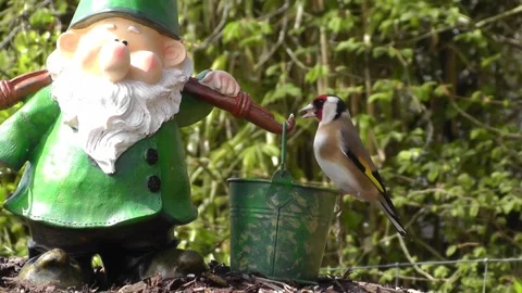 Goldfinch Bird Stock Footage 229756940