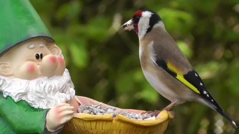 Goldfinch Bird Stock Footage 229756947
