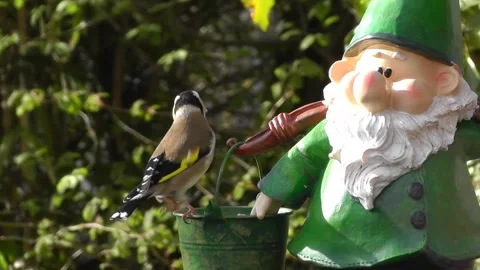 Goldfinch Bird Stock Footage 229756948