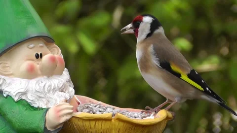 Goldfinch Bird Stock Footage 229756976