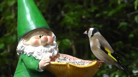 Goldfinch Bird Video stock 229756984