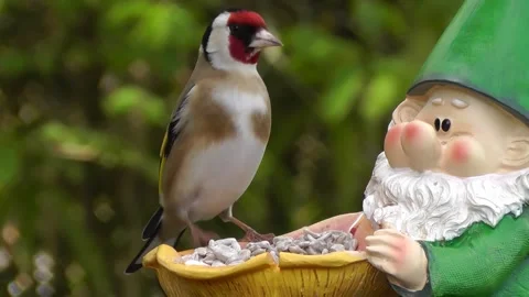 Goldfinch Bird Stock Footage 229757018