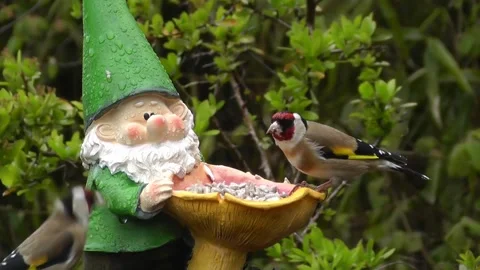 Goldfinch Bird Stock Footage 229757023