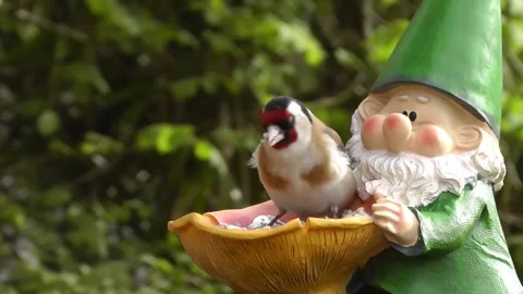Goldfinch Bird Video stock 229757027