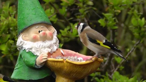 Goldfinch Bird Stock Footage 229757029