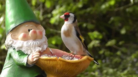 Goldfinch Bird Stock Footage 229757031