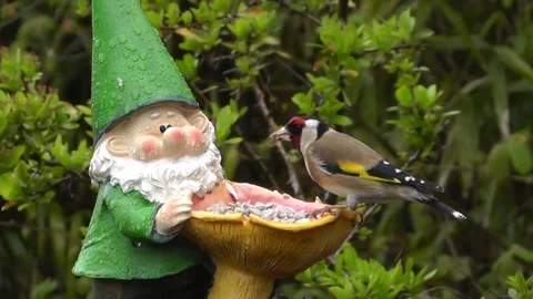 Goldfinch Bird Stock Footage 229757033