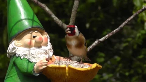 Goldfinch Bird Video stock 229757037
