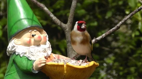 Goldfinch Bird Stock Footage 229757038