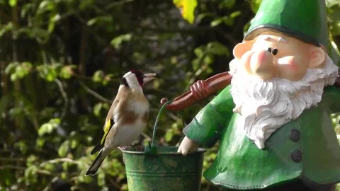 Goldfinch Bird Video stock 229757041