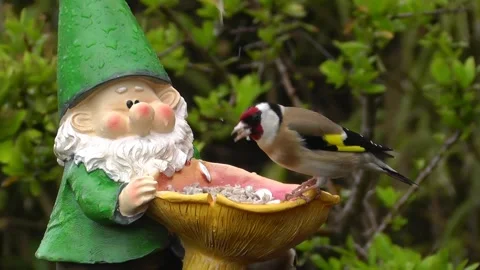 Goldfinch Bird Stock Footage 229757050