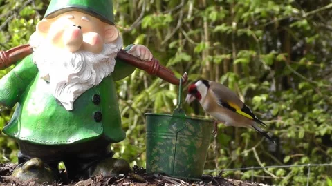 Goldfinch Bird 스톡 동영상 229757053