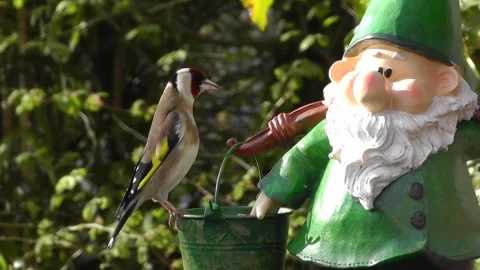 Goldfinch Bird 스톡 동영상 229757057