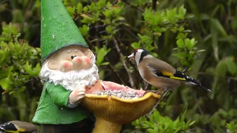 Goldfinch Bird Stock Footage 229757058
