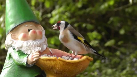 Goldfinch Bird Stock Footage 229757064