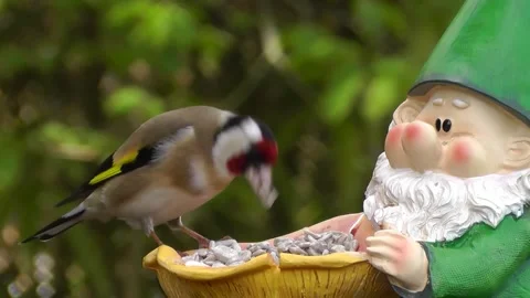 Goldfinch Bird Video stock 229757069