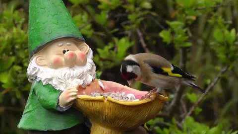 Goldfinch Bird Stock Footage 229757080