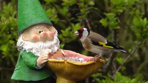 Goldfinch Bird Stock Footage 229757085