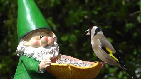 Goldfinch Bird Stock Footage 229757086