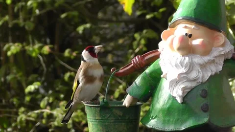 Goldfinch Bird Stock Footage 229757092