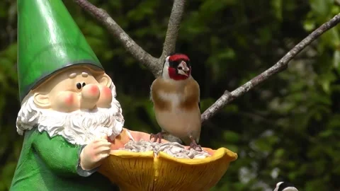 Goldfinch Bird Video stock 229757096