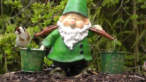 Goldfinch Bird Stock Footage 229757156