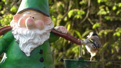 Goldfinch Bird Stock Footage 229757178