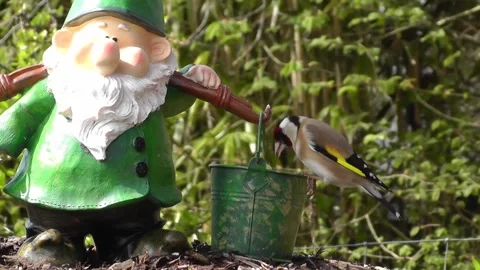 Goldfinch Bird Stock Footage 229757180